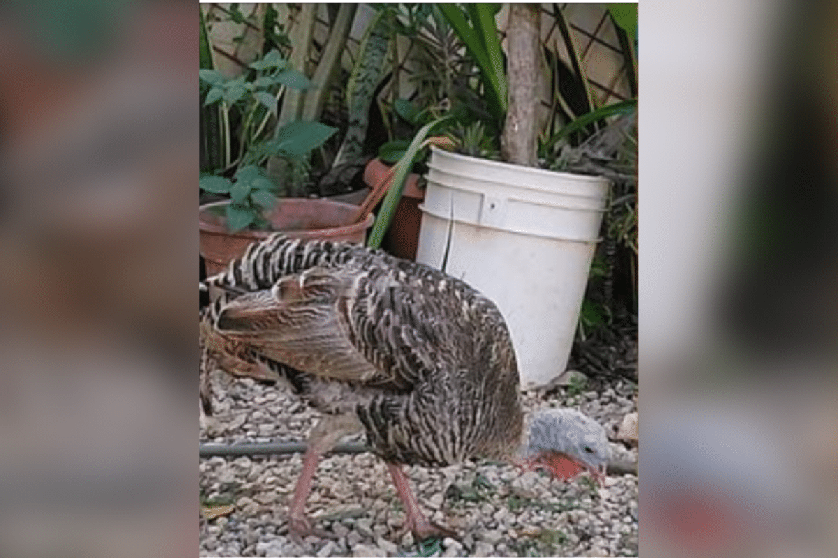 Foto: Redes | Claudia Ivette, la pavita desaparecida que no quería ser cenada, regresó a casa sana y salva