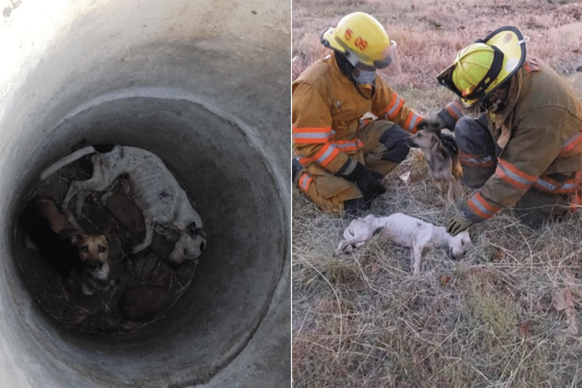 Foto: Facebook@BomberosCR | Uno de los canes fue hallado con un "severo cuadro de deshidratación"