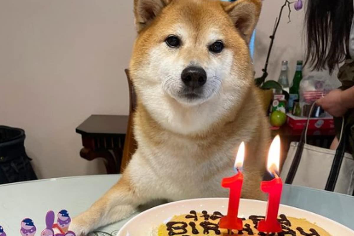 Once años de felicidad y memes. Perrito Cheems cumple años