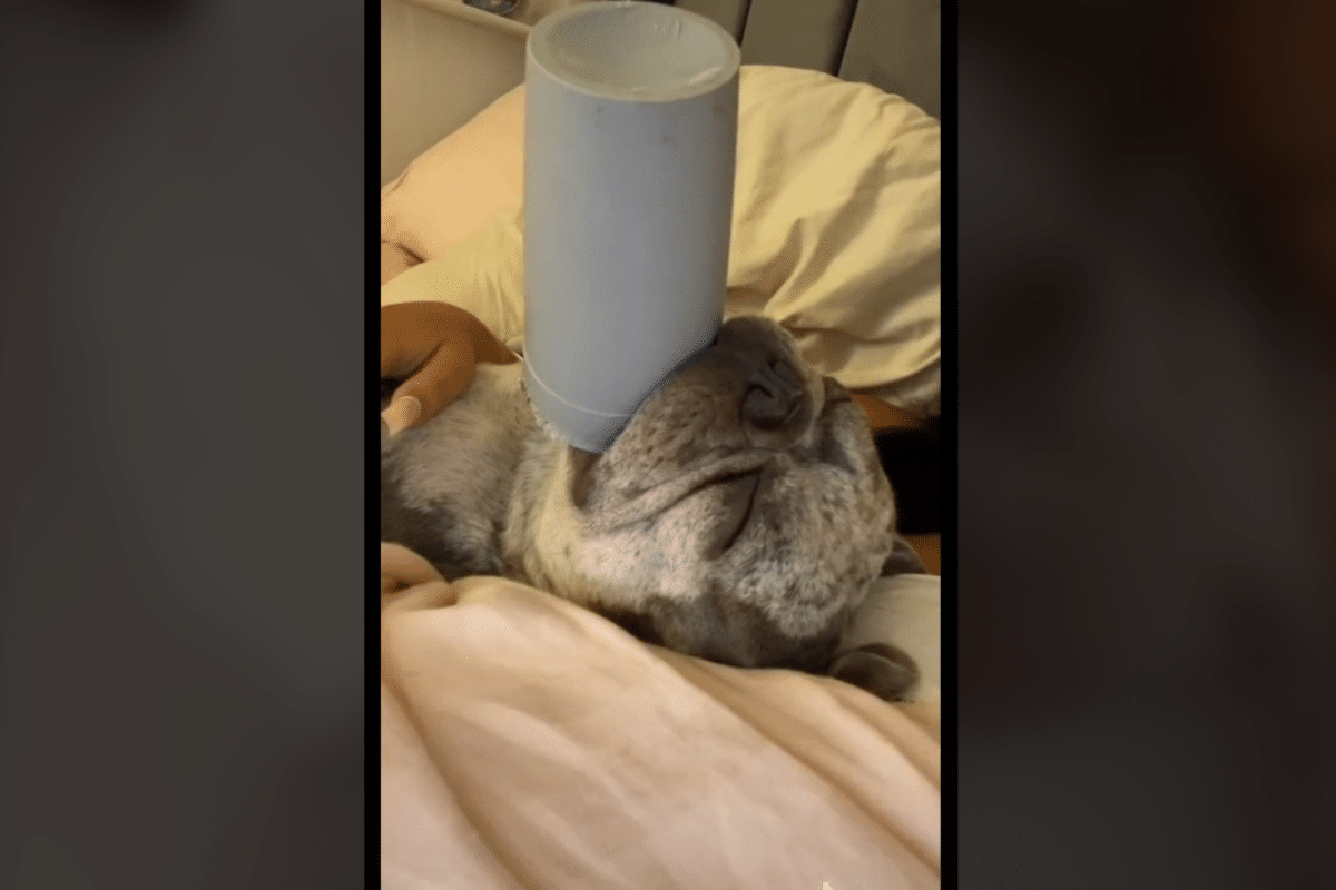 Foto: Tik Tok / @nailsbyellahylton | Perrito se vuelve viral con su obsesión a su vaso de plástico