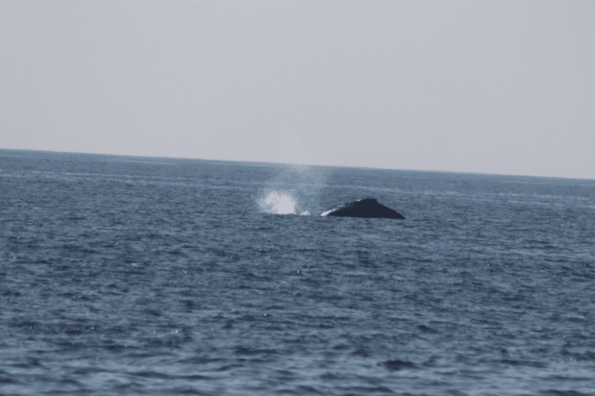 Foto: Quadratin | ¡Ballenas a la vista en Acapulco!