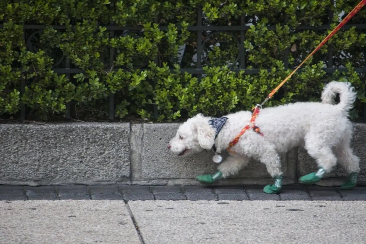 Foto: Cuartoscuro | Los divorciados en España podrán compartir la custodia de sus perros y mascotas