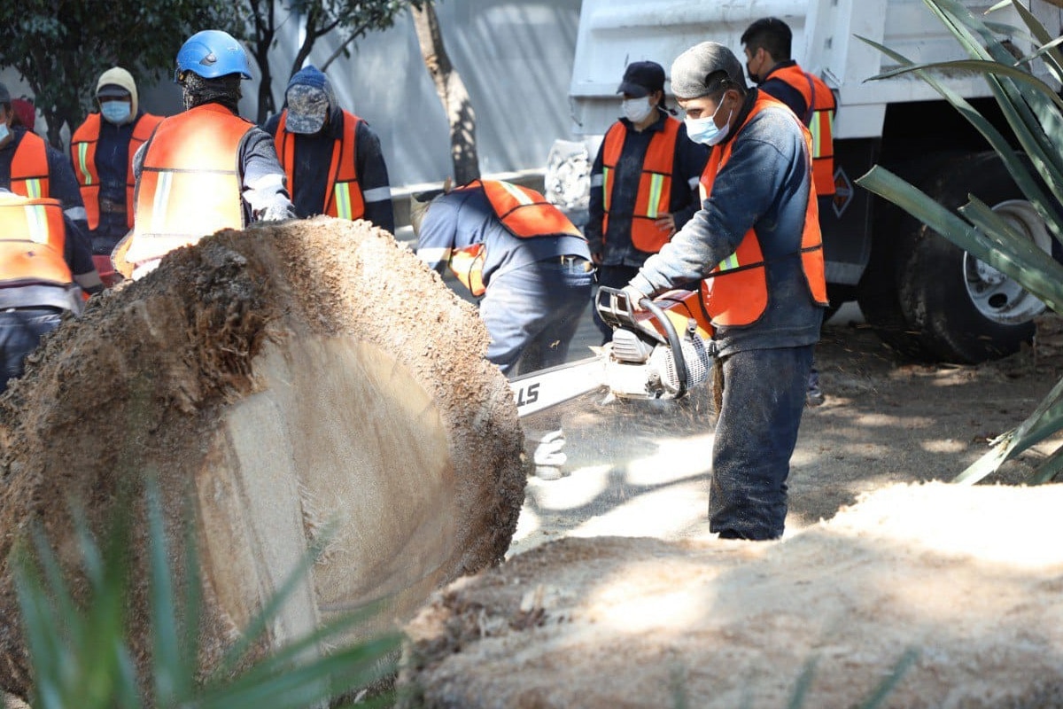 Alcaldía de Coyoacán retira palmeras para evitar accidentes