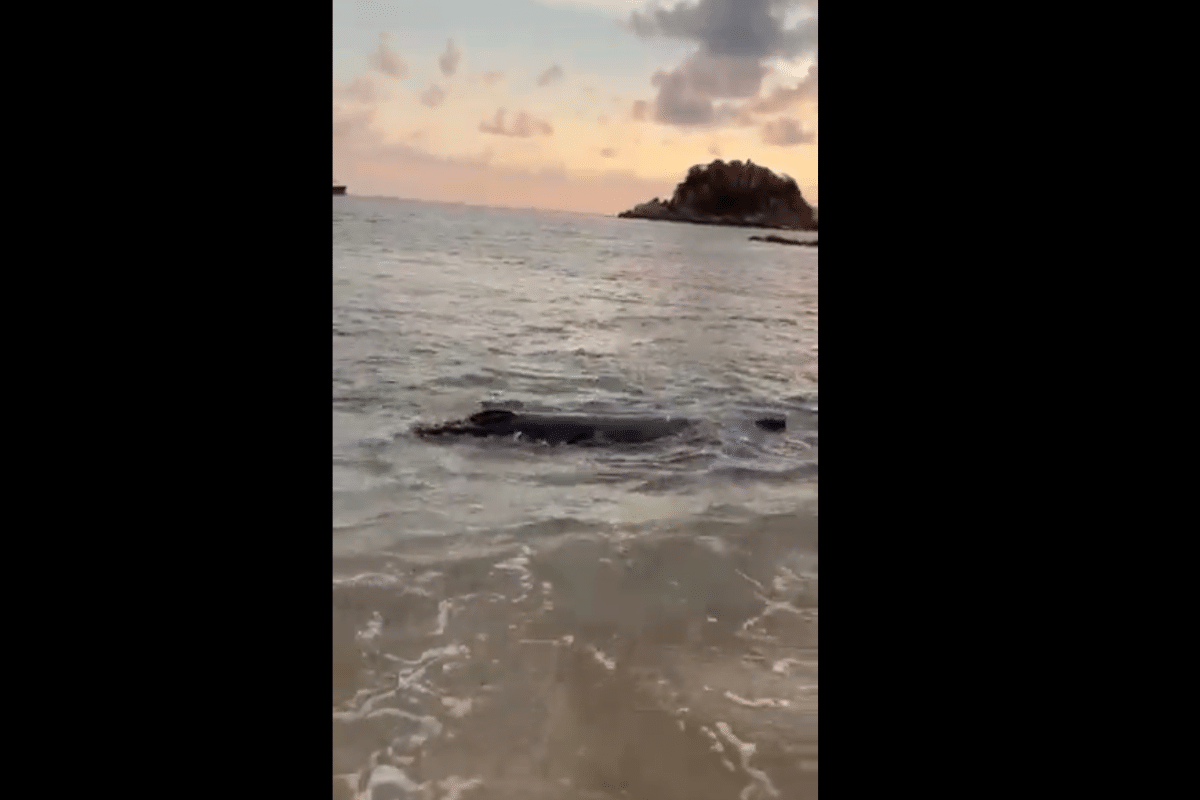 Foto: Twitter/ @CorresponsalsMX | VIDEO: ¡Ballena bebé a la vista! en playa Condesa, Acapulco