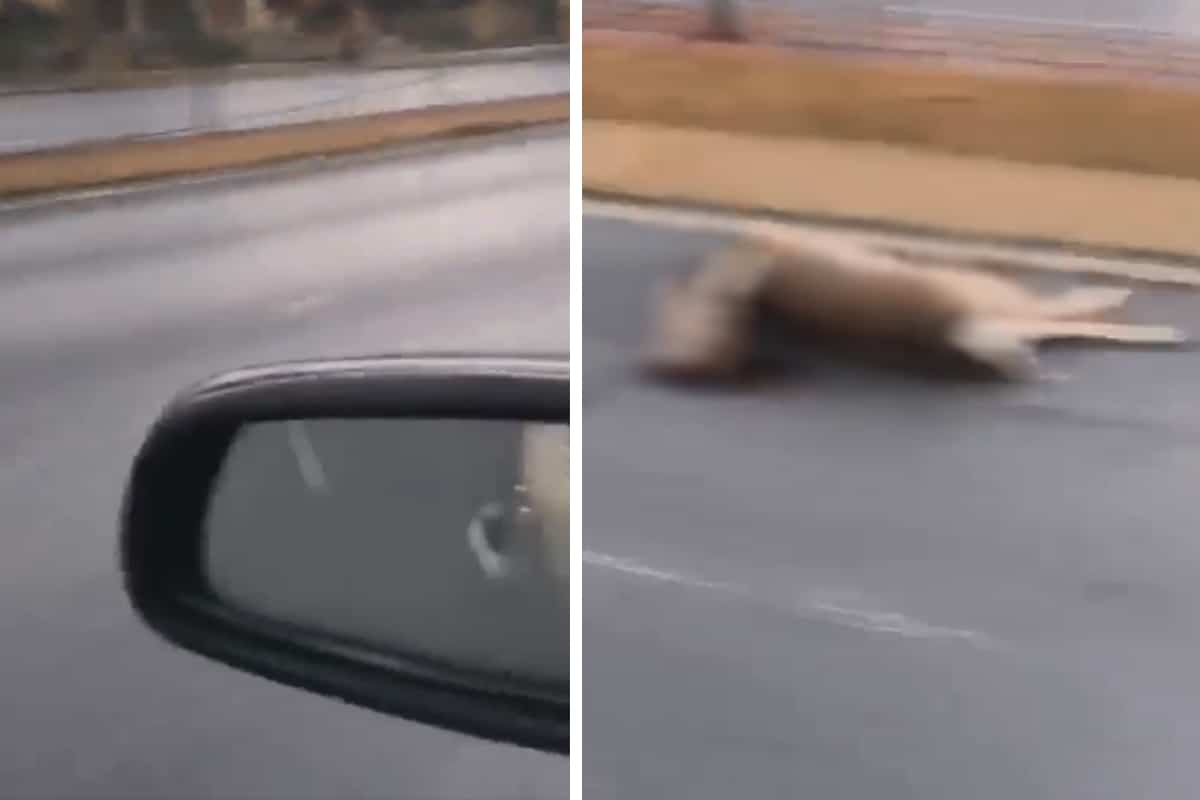 Foto: captura | Un conductor reportó el hallazgo del venado muerto sobe una transitada avenida.