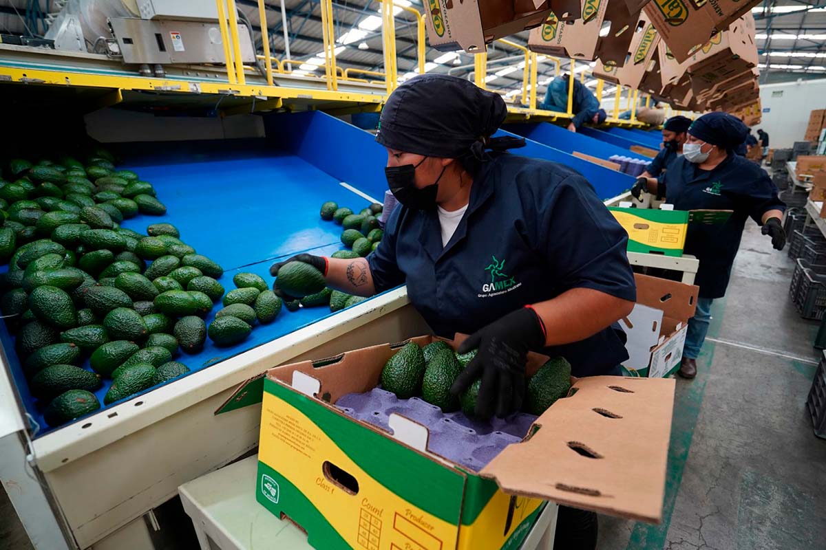 Foco rojo suspensión de EU importar aguacate por delincuencia, advierte Claudia Anaya