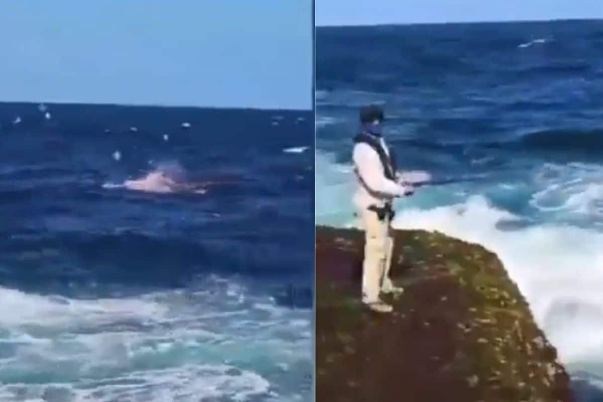 Foto: Captura de pantalla | Graban cómo un tiburón blanco devoró a nadador