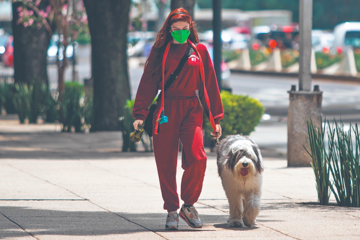 secuestro de perros