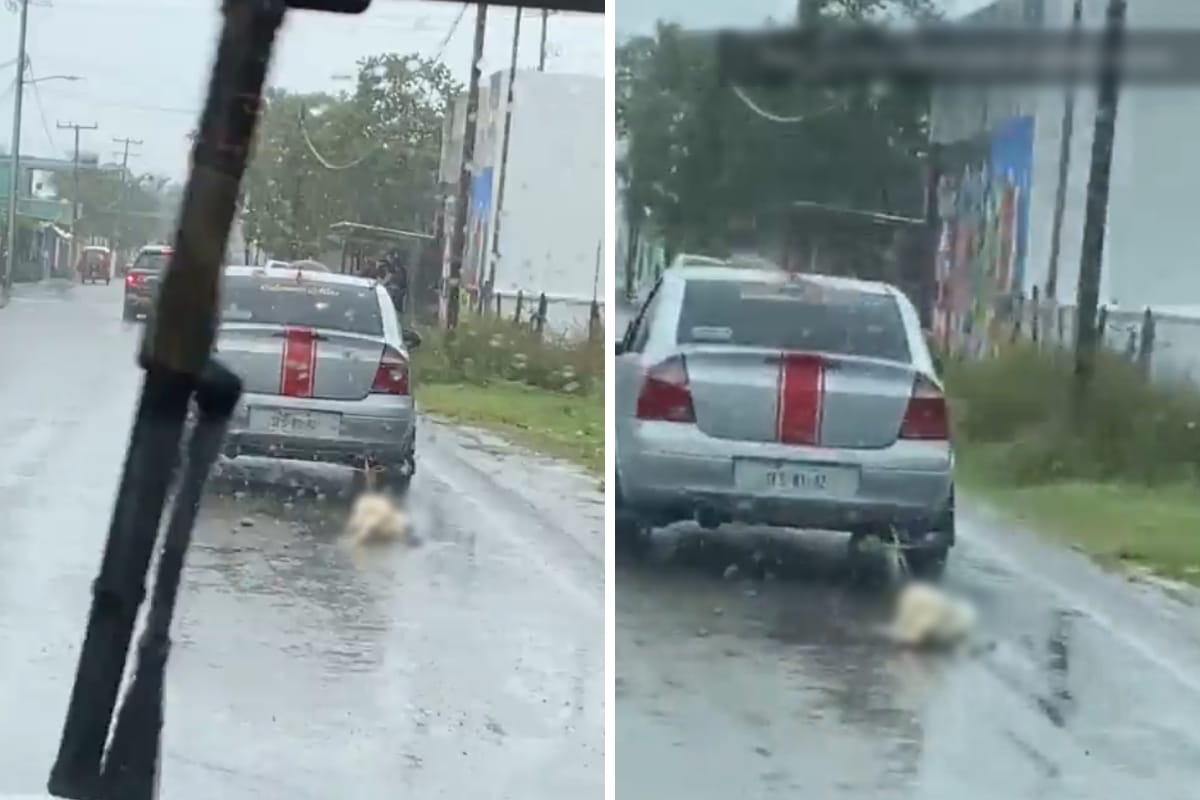 El perrito fue atado a un auto y arrastrado por varios metros.