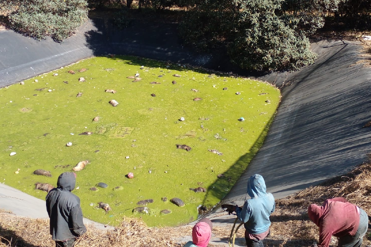 En la laguna de desechos se encontraron más de cien perritos muertos.