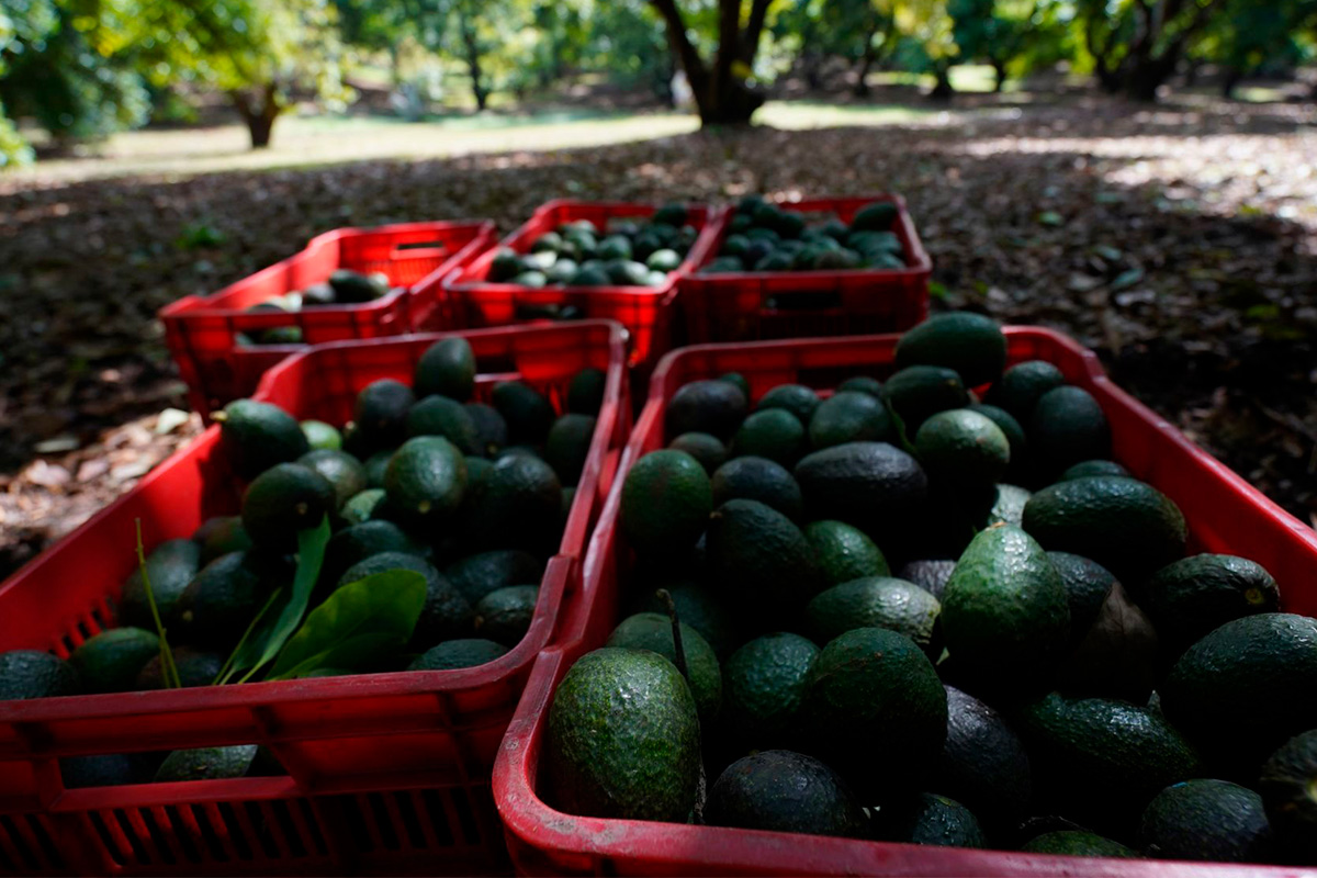 Sader en pláticas con agricultores de Jalisco para exportación de aguacate a EU