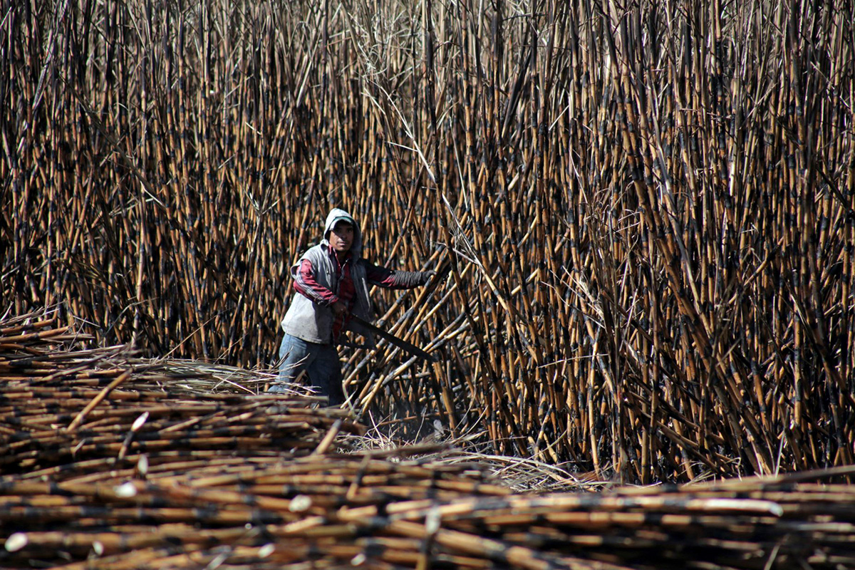 Llaman a fortalecer la productividad de la caña de azúcar