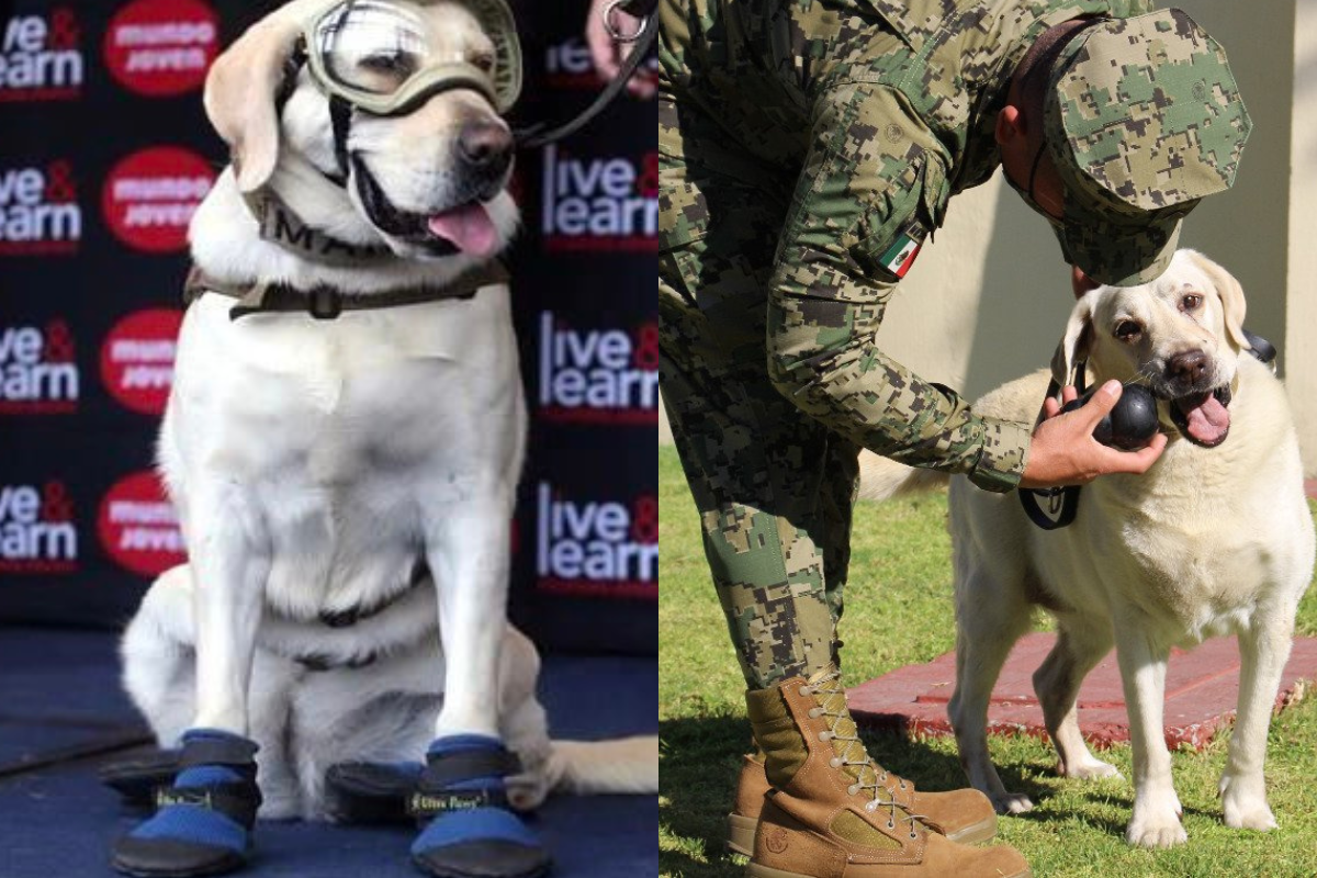 Foto: Twitter/ @azucenau y @suaveslomitos | ¡Está viva! Así luce la perrita rescatista Frida, heroína del sismo del 19S