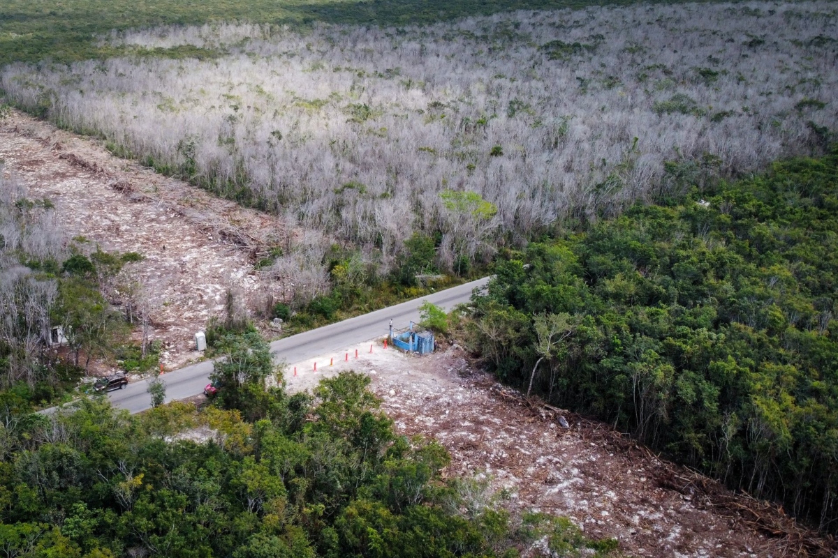 Semarnat sembrará casi medio millón de árboles por donde pasará el Tren Maya.