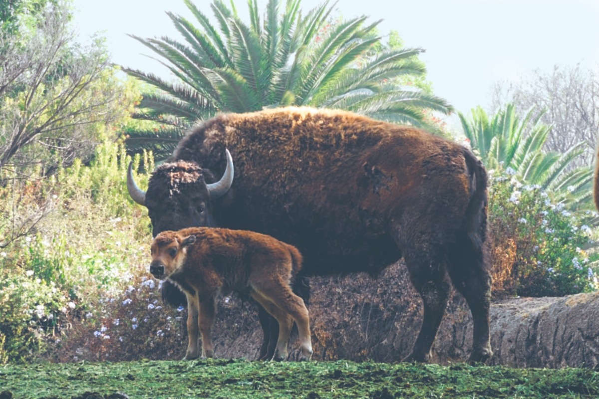 zoológico