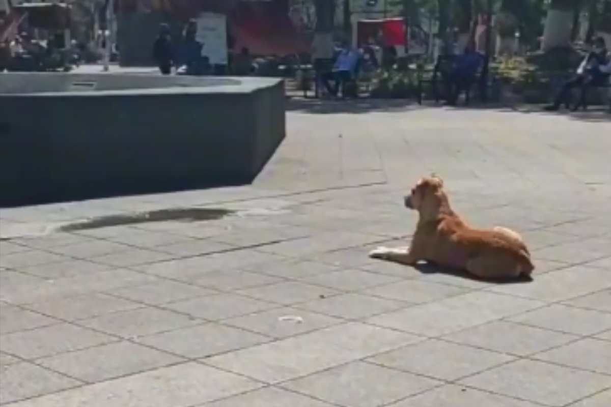 Foto: TikTok/ @albertomatr | ¡Qué calor! Perrito espera a que enciendan una fuente para bañarse