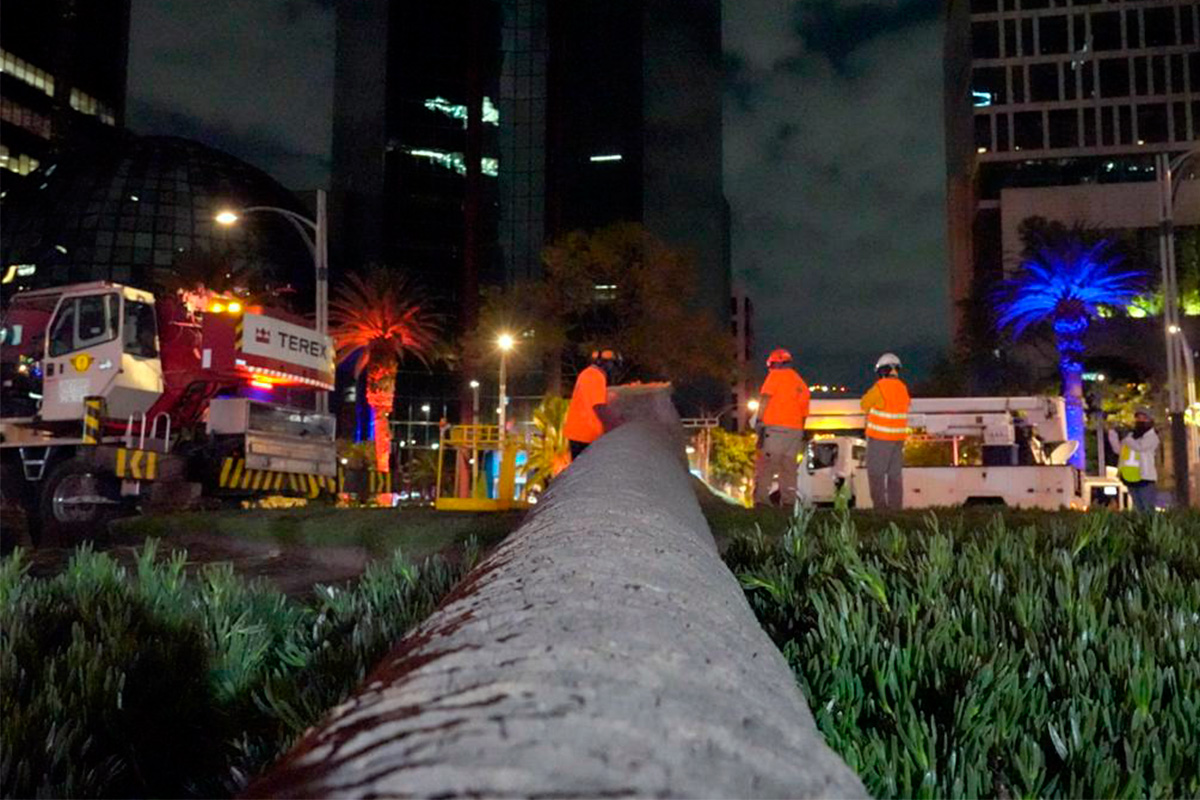 Ahuehuete y otra palma encabezan preferencias para Glorieta en Reforma