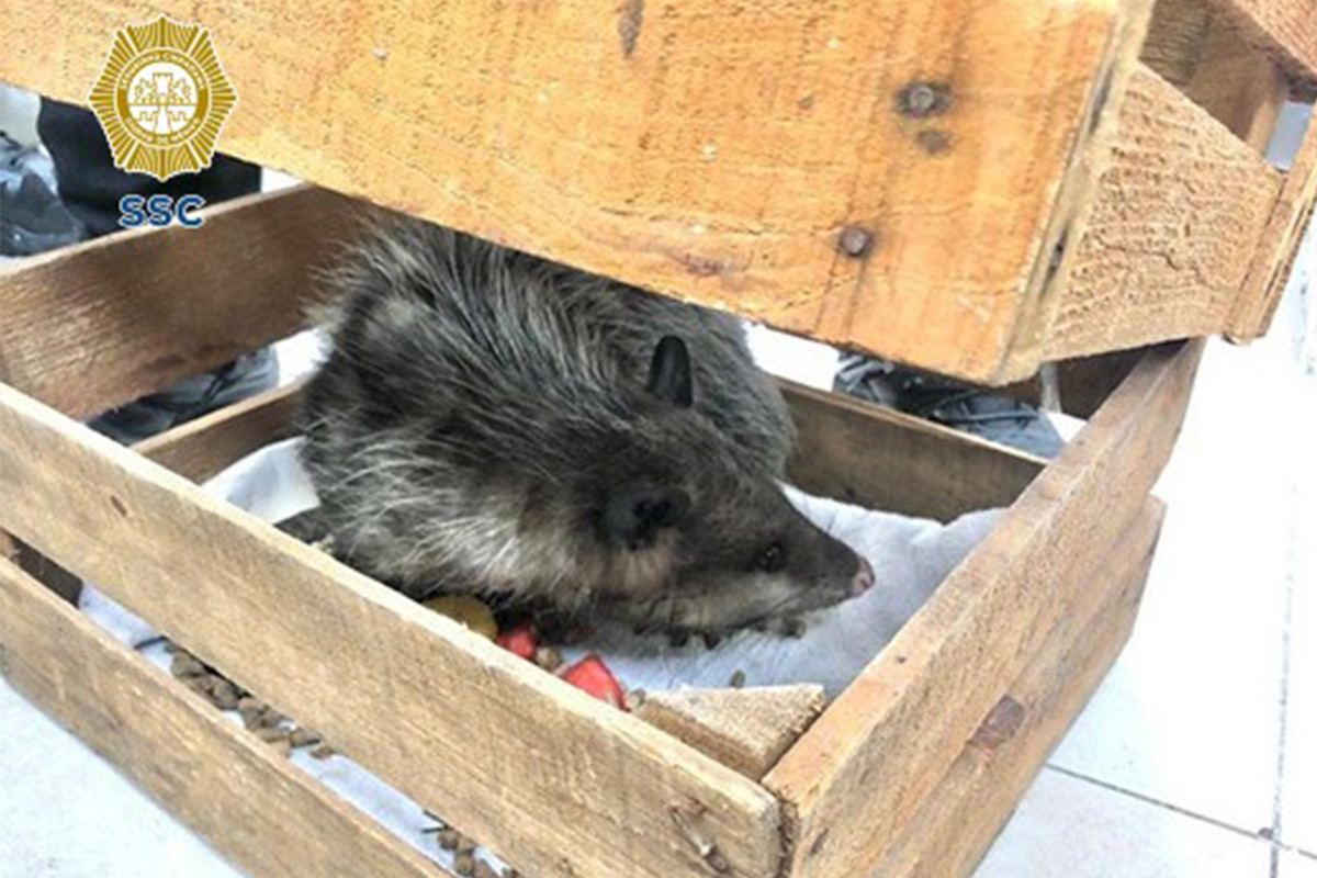 Policías brindan a un tlacuache encontrado en una bolsa de basura en BJ