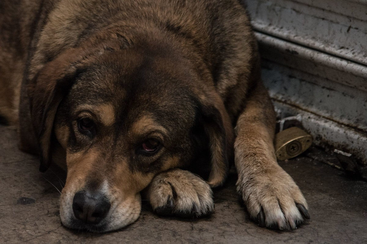 Cerca de 40 perritos fueron asegurados.