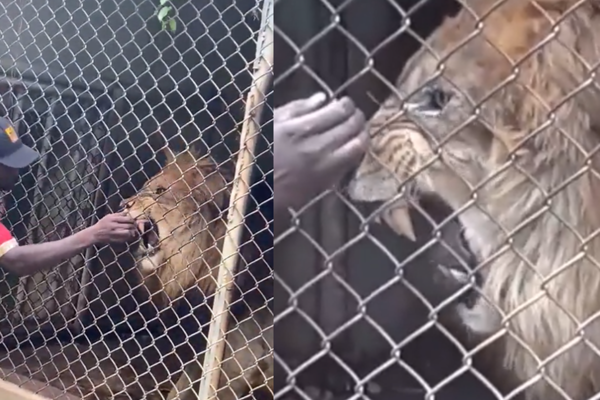 Foto: Twitter/ @OneciaG | VIDEO FUERTE: León le arranca el dedo a cuidador que lo molestaba