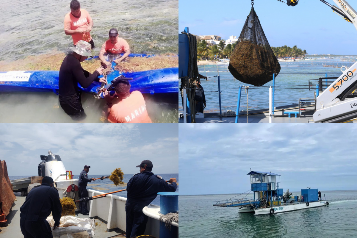 Foto: Especial | Instalan en Mahahual mil 400 metros de barrera para contener arribo de sargazo 