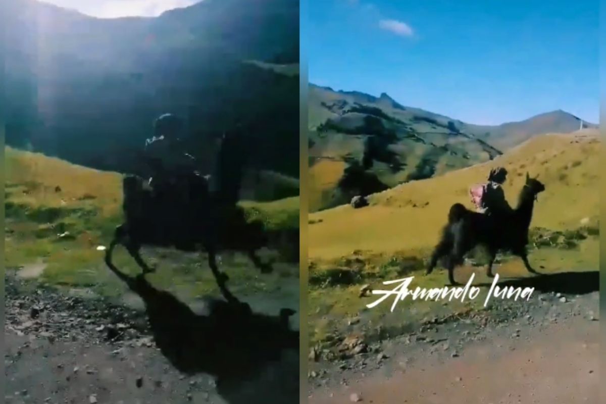 Foto:Captura de pantalla|¡Amonos! Niño viaja en llama para llegar a su escuela