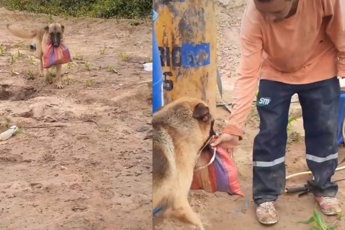 Foto: TikTok/ @jenry_calderon | ¡El mejor amigo! Perrito lleva desayuno a su dueño al trabajo