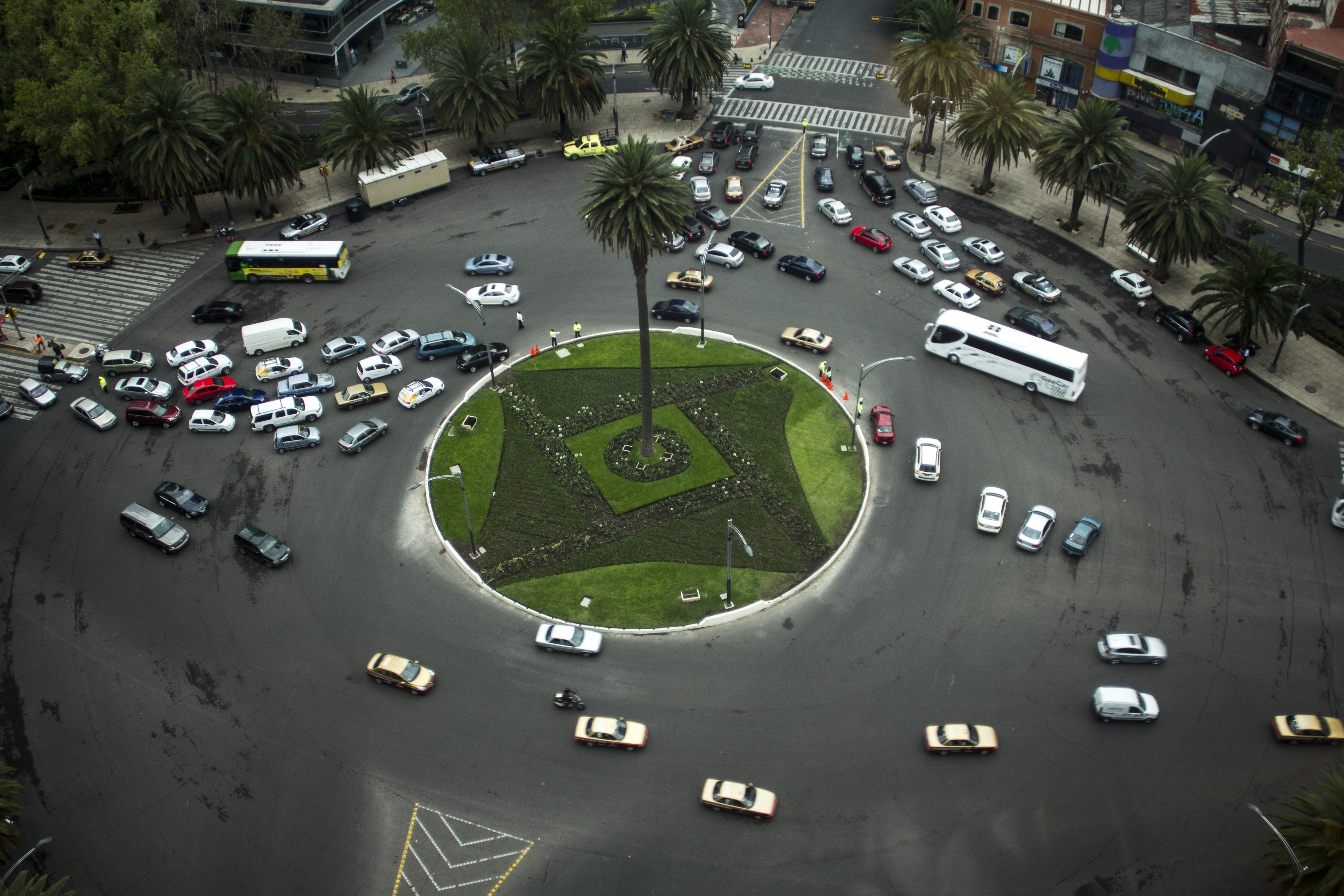 Foto: Cuartoscuro | Ahuehuete llegaría en  junio a Paseo de la Reforma