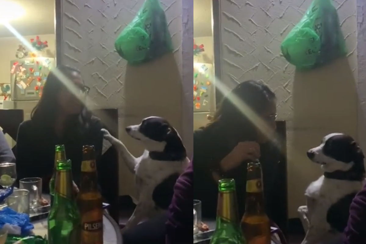 Foto: TikTok/ @nutricioneste | ¡La última y nos vamos! Perrita molesta a su dueña para irse de una fiesta 