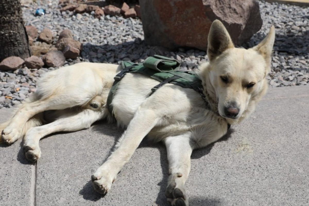 Foto:Quadratin| Perrito callejero se integra como agente de Guardia Civil en SLP