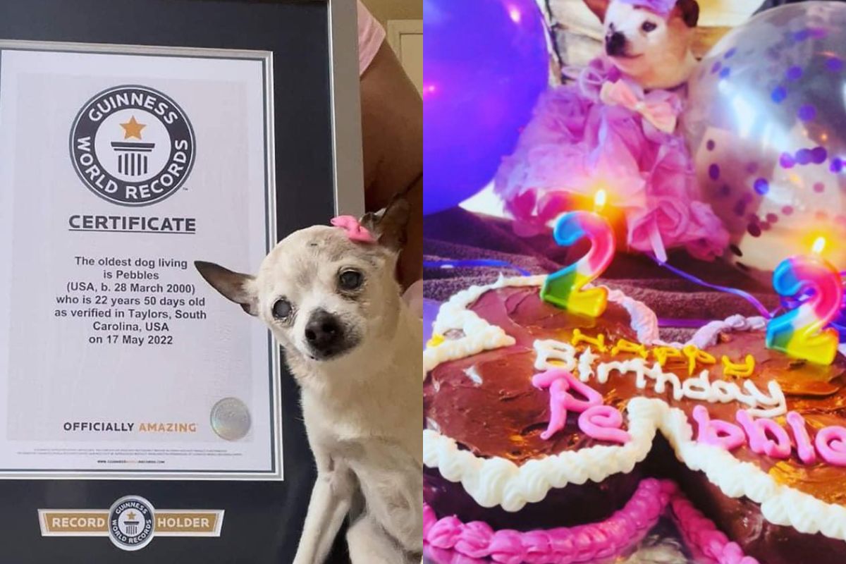 Foto:Instagram/@pebbles_since_2000|¡Increíble! Perrita gana Récord Guinness al ser la más longeva del mundo