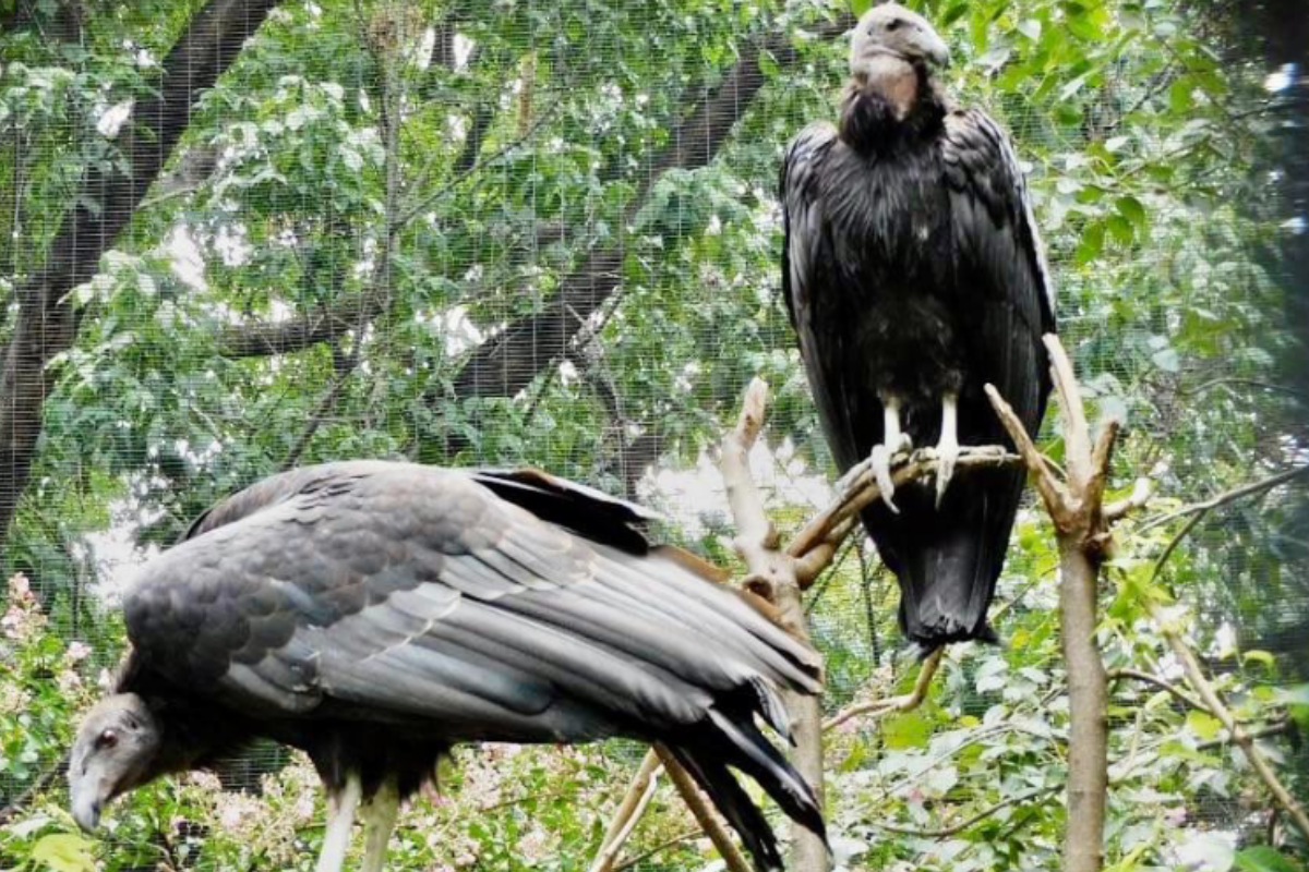 Trasladan cuatro cóndores de Chapultepec a Sierra de San Pedro Mártir en Baja California