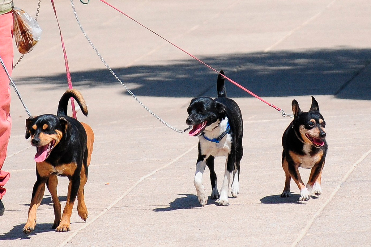 Vecinos denuncian negligencia ante denuncia de maltrato animal