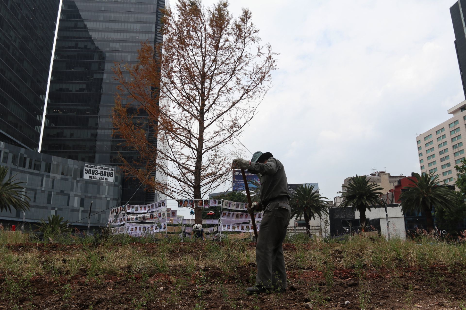 Foto: Cuartoscuro | Ahuehuete de Paseo de la Reforma “no está seco”: Sheinbaum 