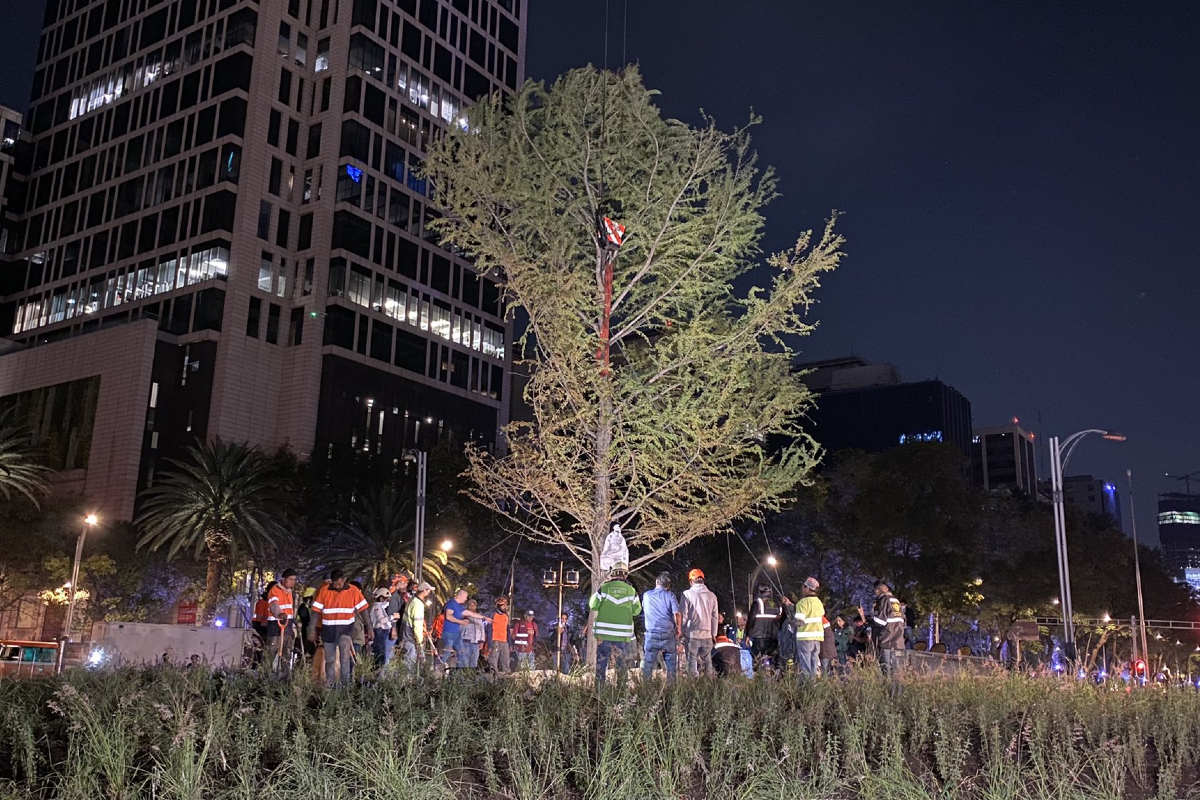 Así luce el ahuehuete en la Glorieta de Reforma.