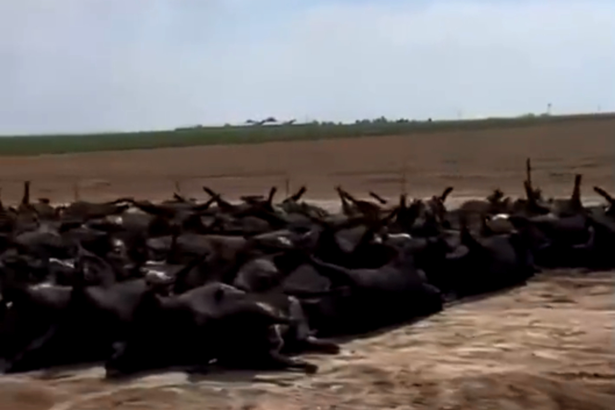 Cerca de 400 vacas habrían muerto por altas temperaturas.