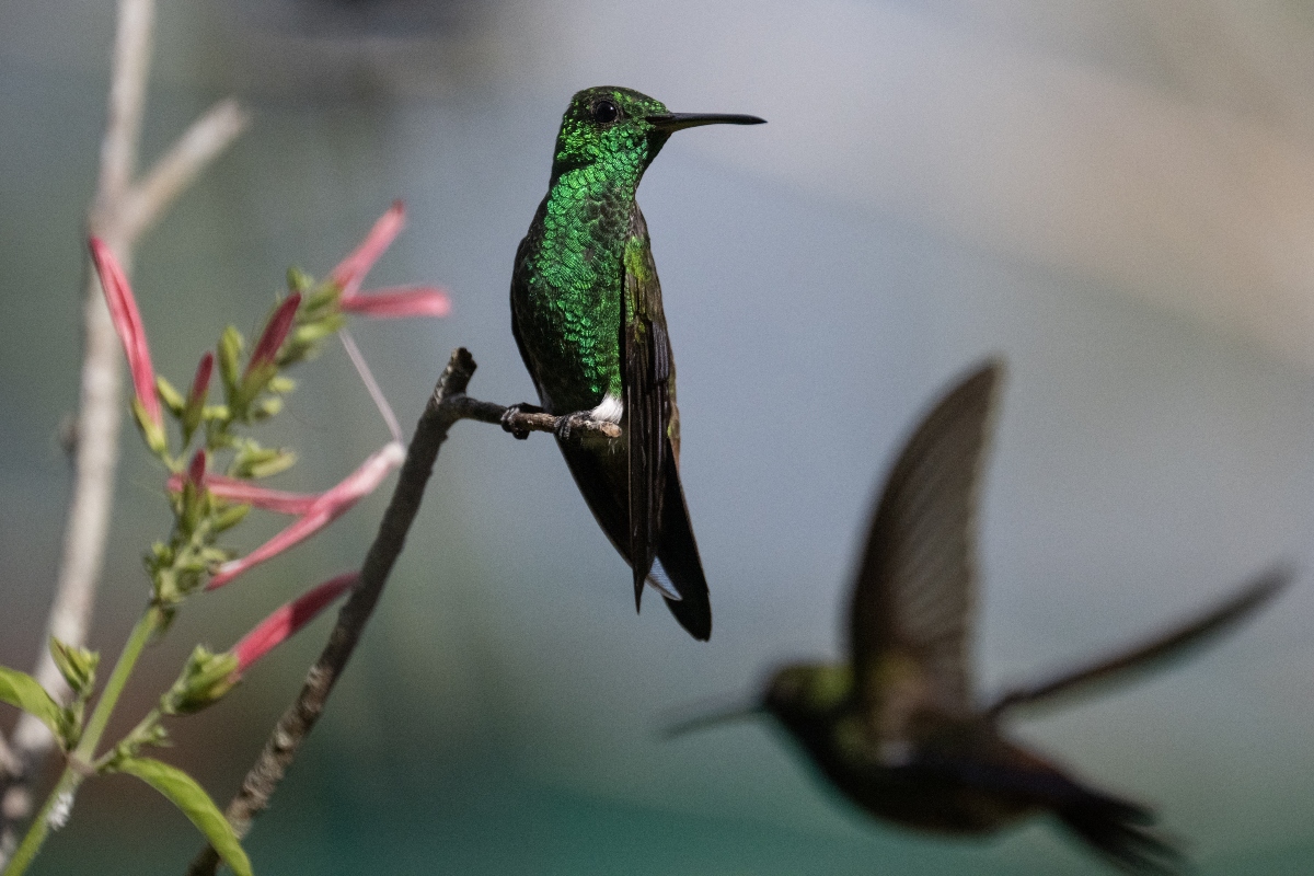 COLIBRÍES