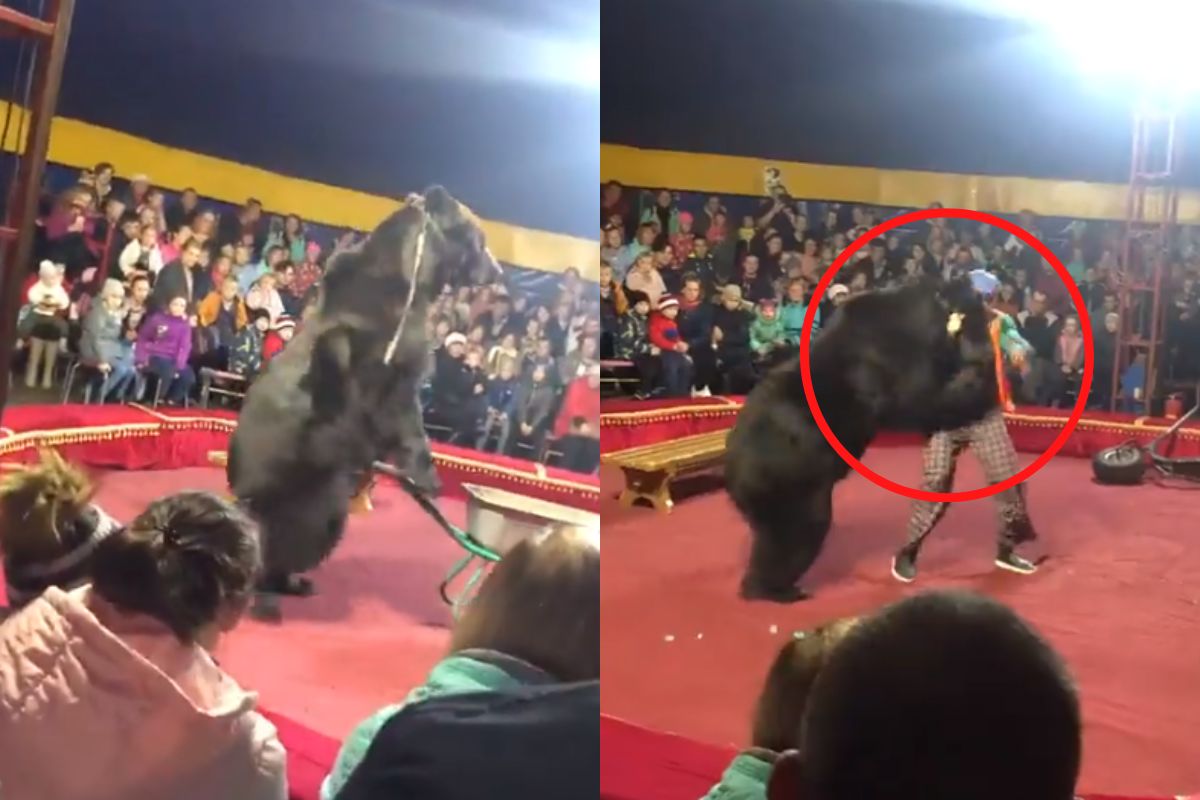 Foto:Captura de pantalla|¡Impactante! Oso ataca a domador en plena función de circo