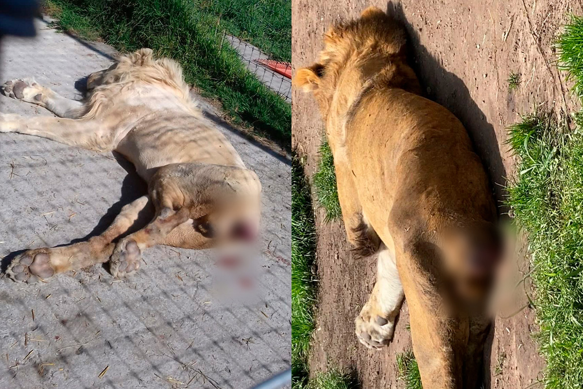 Foto: Twitter/@azcarmx | FGJCDMX asegura a felinos maltratados, serán llevados a Zoológico: Sheinbaum 