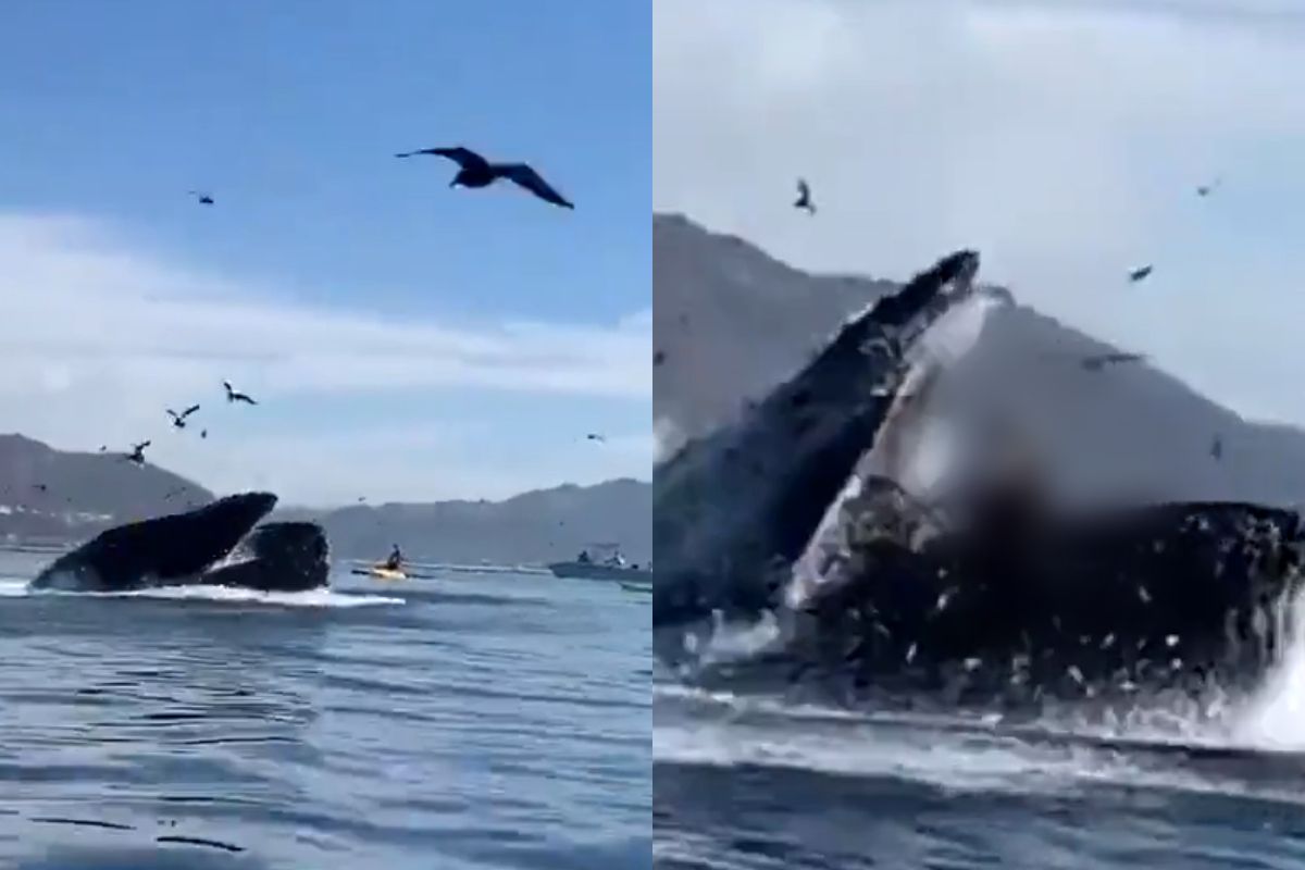 Foto:Captura de pantalla|¡Impactante! Ballena se come a dos mujeres y para luego escupirlas