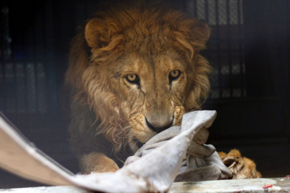 Foto: Especial | Enriquecimiento ambiental a felinos que llegaron a Zoológico de Chapultepec