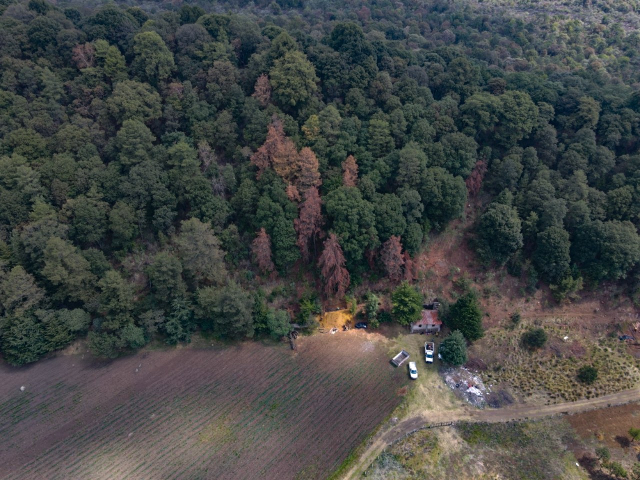 El saneamiento forestal contempla el tratamiento de 3.3 hectáreas de arbolado