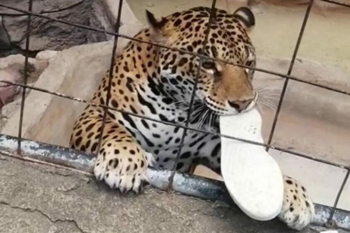 Jaguar