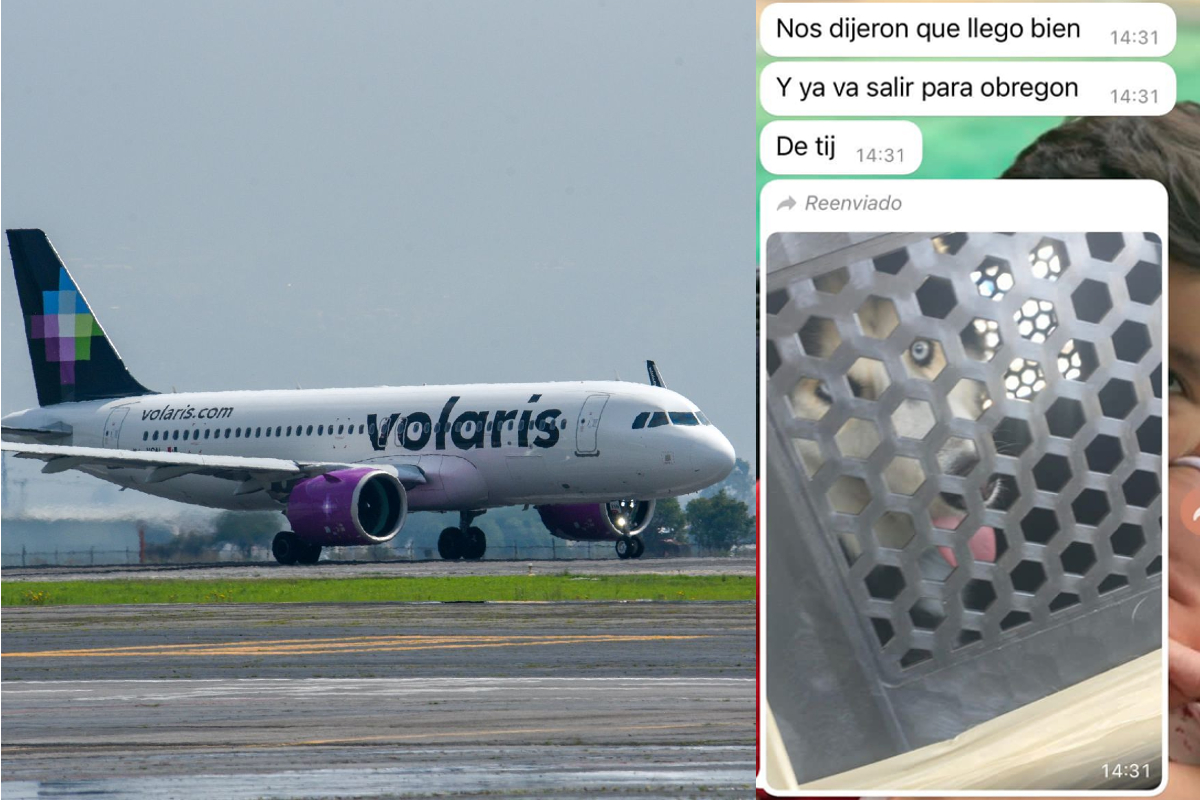 Viajero acusa a Volaris de olvidar a su perrito en vuelo.