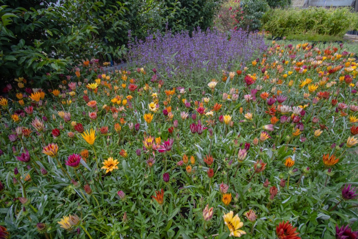 jardines polinizadores