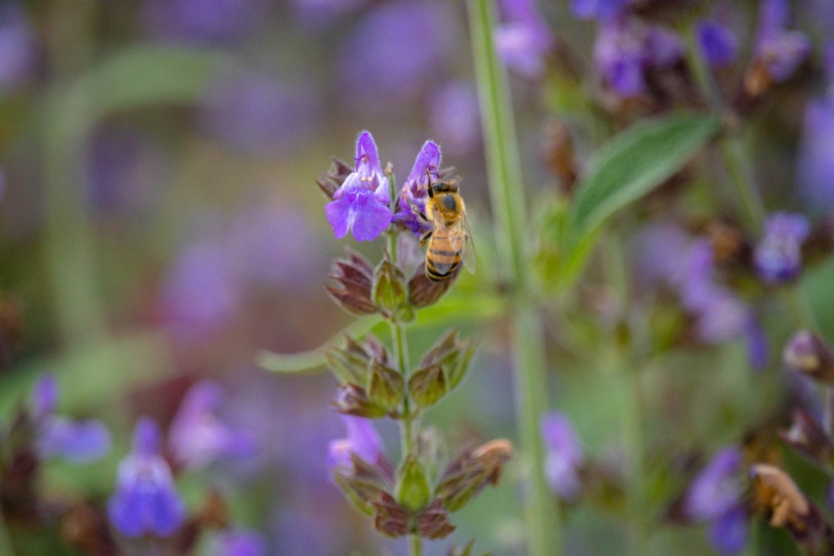 Con las especies nativas que se plantarán se garantizará una adaptación más rápida de los jardines