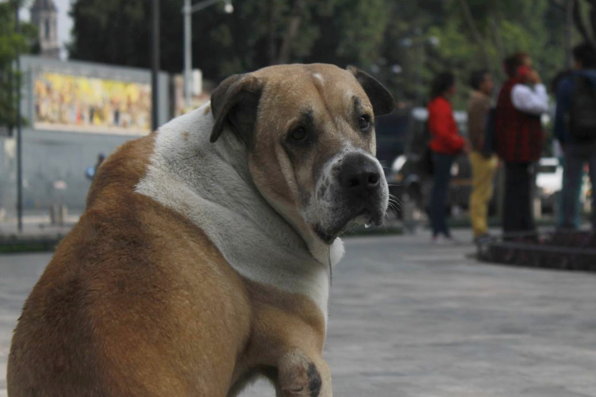 Perro se mantiene con su dueño tras morir atropellado.