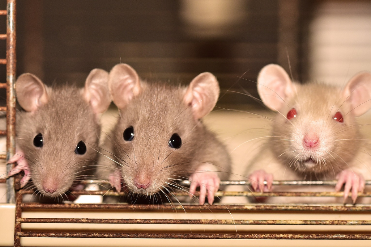 Foto: Pixabay | Ratas chófer, un nuevo enfoque para la salud mental