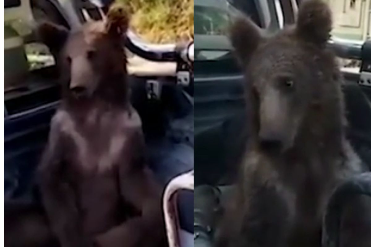 Foto:Captura de pantalla|¡Se viajó! Rescatan a osita intoxicada por comer gran cantidad de “miel loca”