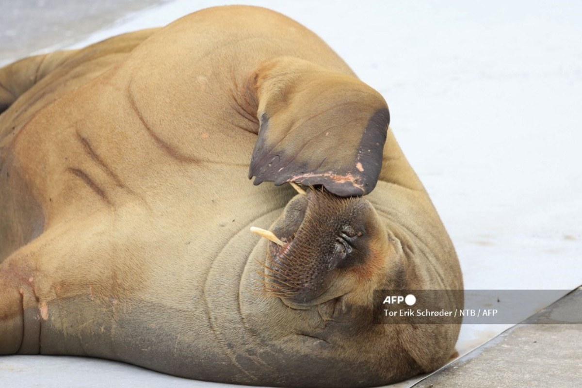 Foto: Píxabay | ¡Triste noticia! Noruega sacrifica a la morsa Freya, visitantes se negaban a alejarse del animal 